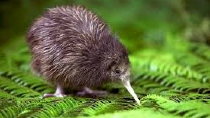 XIN VISA DU LỊCH THĂM THÂN NHÂN, BẠN BÈ, TỔ CHỨC BÊN NEW ZEALAND